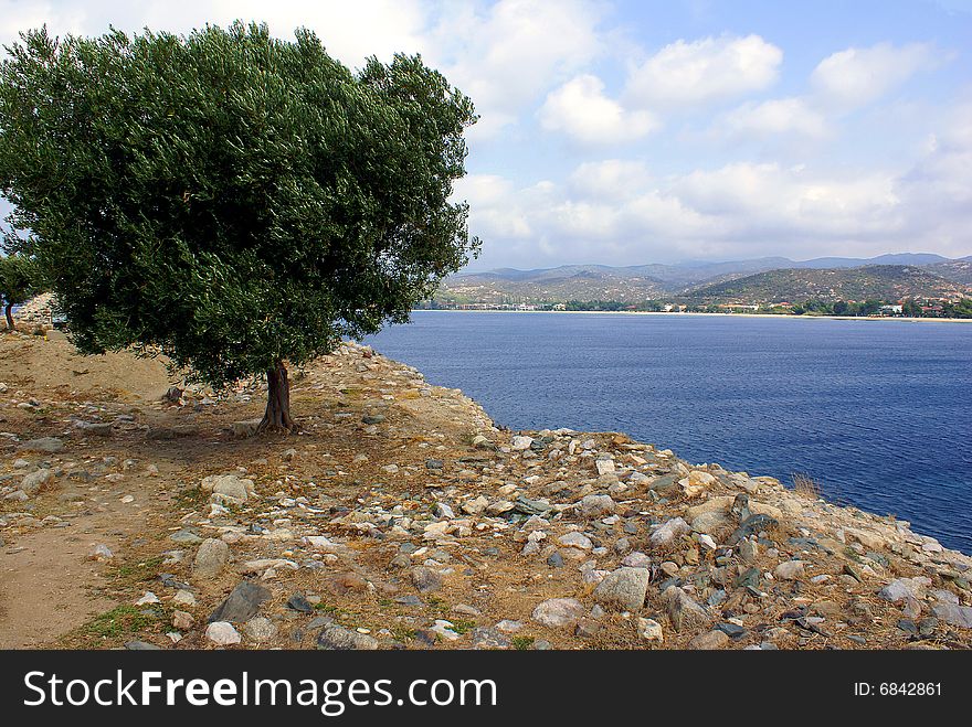 A lonely olive tree at the fortress in Toroni (Halkidiki - Greece) on a cloudy day in September. A lonely olive tree at the fortress in Toroni (Halkidiki - Greece) on a cloudy day in September.