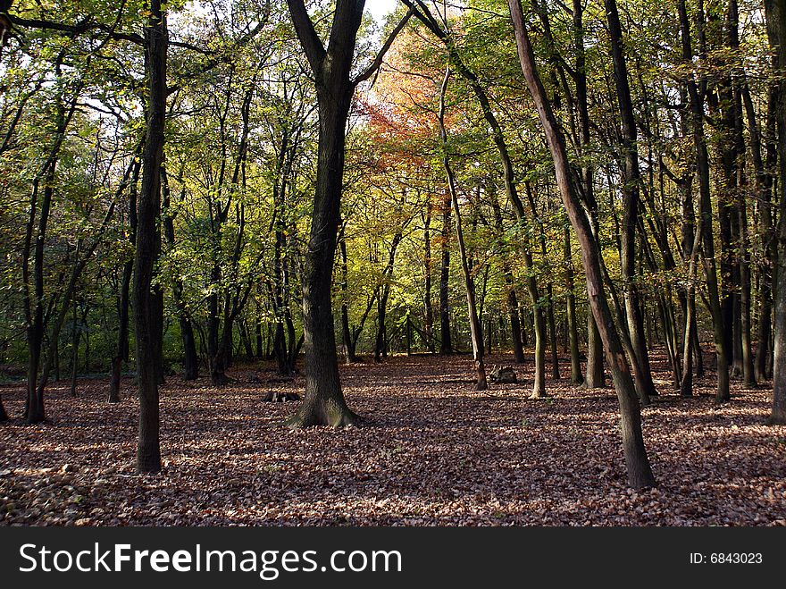 A peaceful forest on a beautiful day in autumn. A peaceful forest on a beautiful day in autumn.