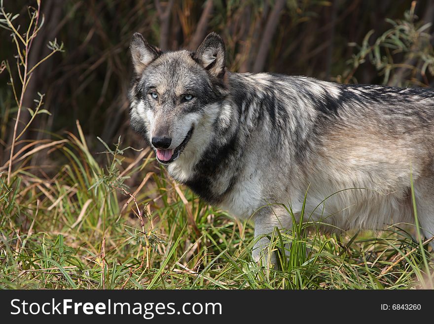 Wolf Canis Lupus