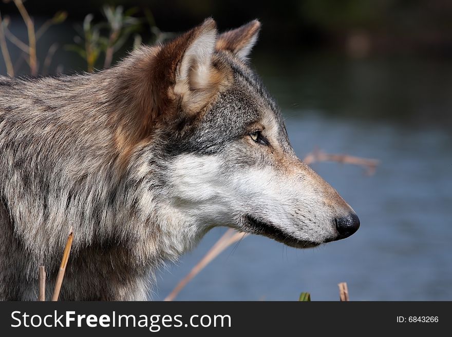 Wolf in a side profile in front of a lake. Wolf in a side profile in front of a lake