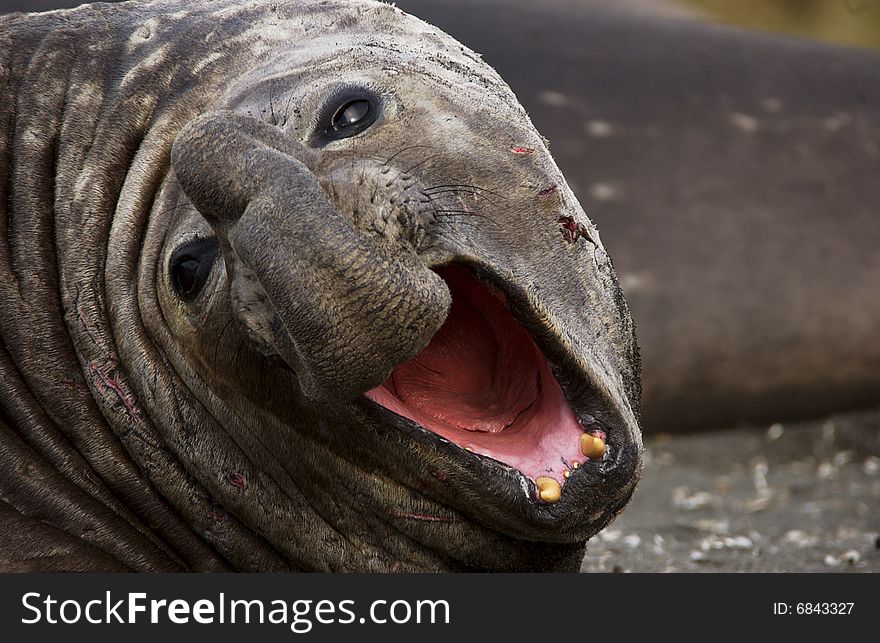 Elephant Seal Lying in south georgia