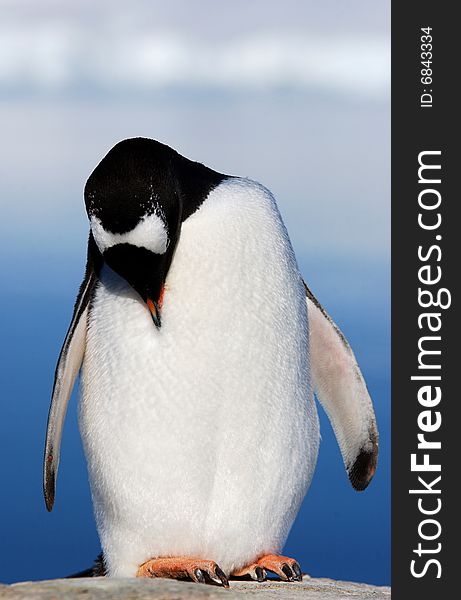 Gentoo penguin pose at the camera in Antarctica