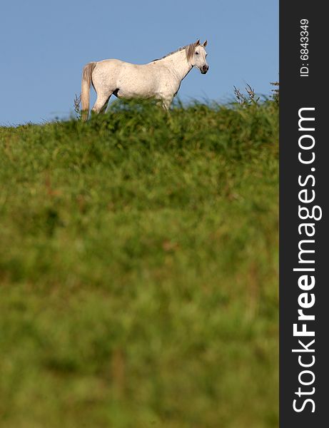 Horse on a farm in germany