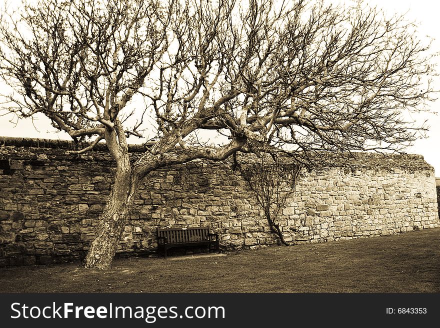 Large tree leaning over single bench against an old stone wall. Large tree leaning over single bench against an old stone wall