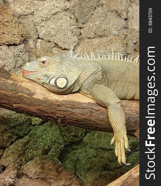 Varanus relaxing on tree in zoo