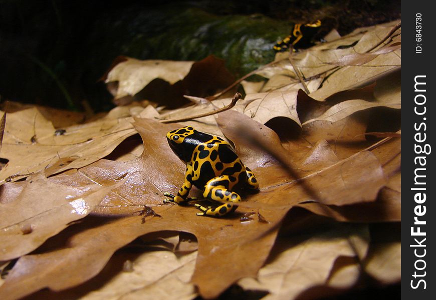 Dendrobates leucomelas or Poisoned Dart Frog in forest