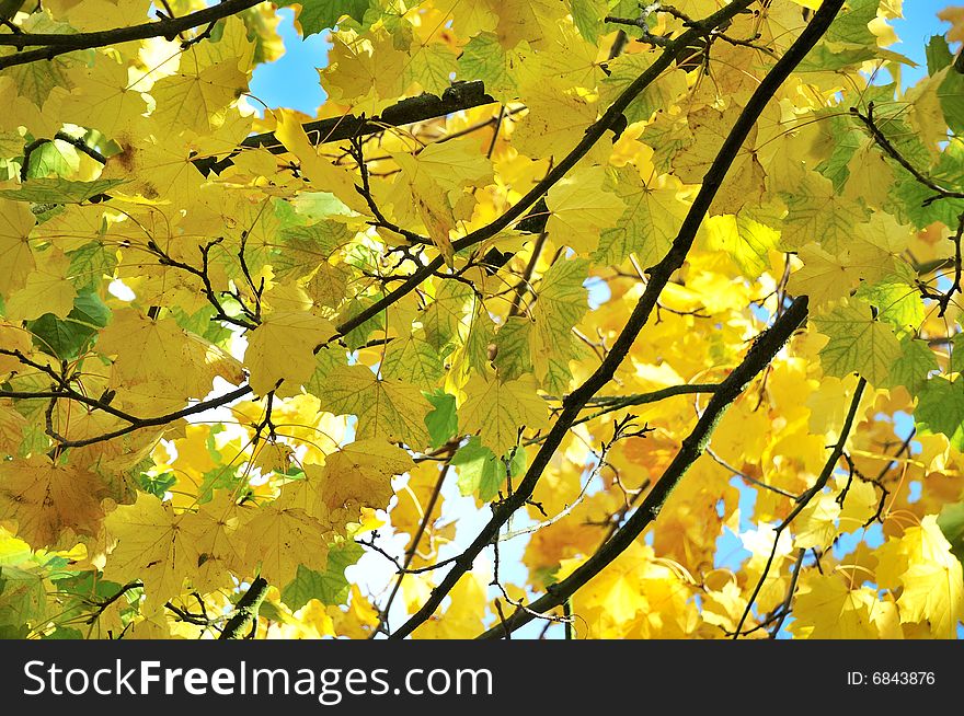 Branches of Autumn leaves against a blue sky