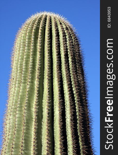 A close up shot of Saguaro Cactus in Arizona. A close up shot of Saguaro Cactus in Arizona