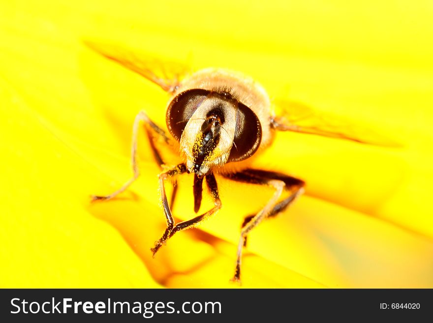 Wasp sitting on yellow flat, front view. Wasp sitting on yellow flat, front view.