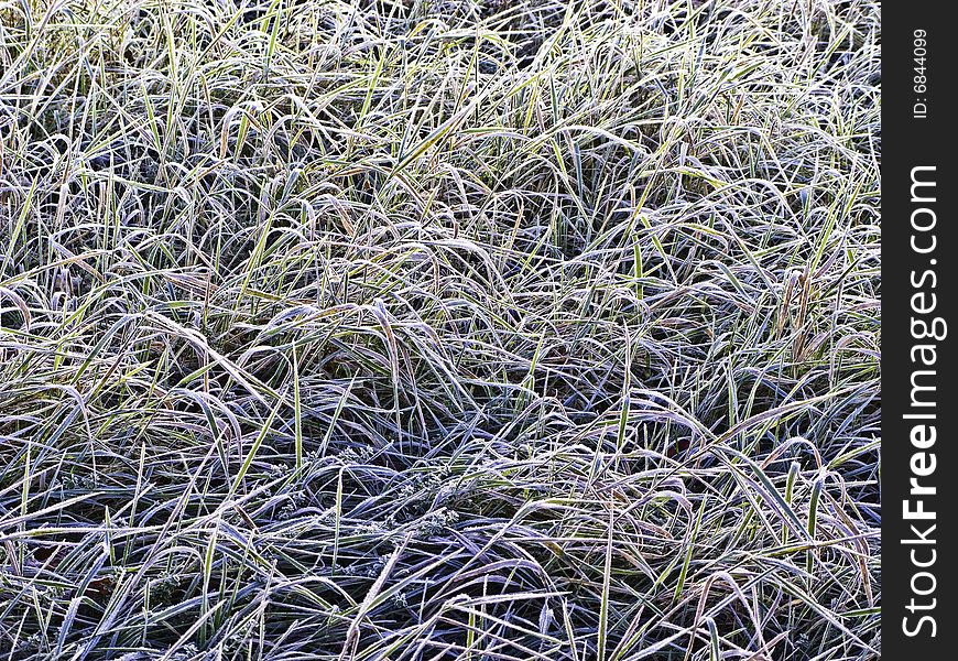 Frost Grass in the Morning