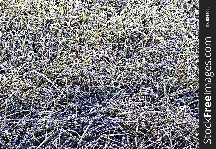 Frost Grass