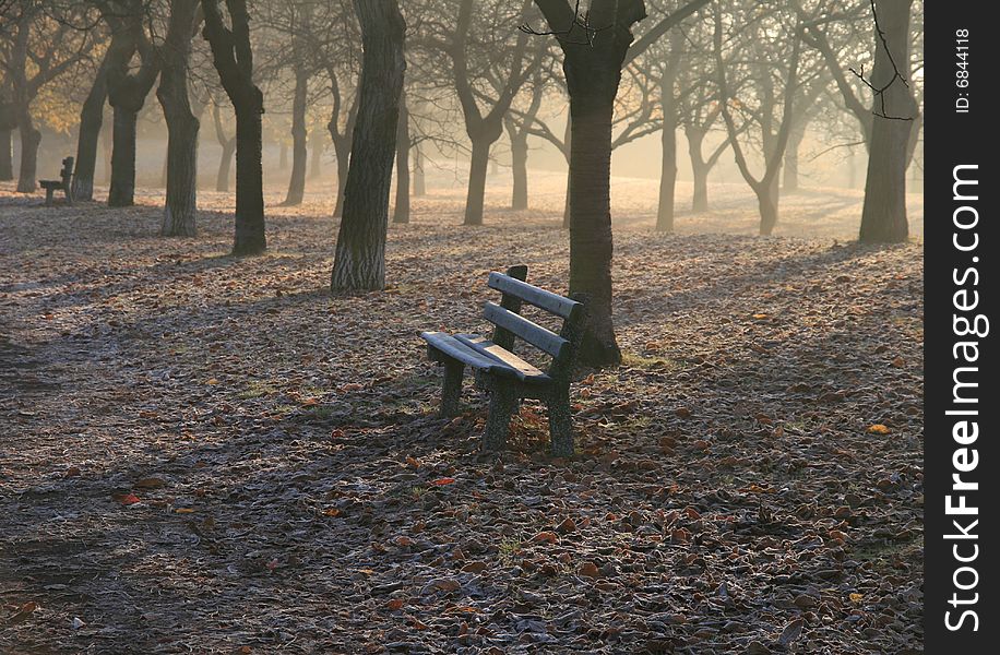 Trees in the park in the morning with a fog. Trees in the park in the morning with a fog