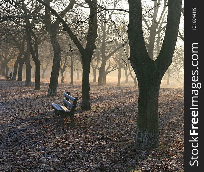 Trees in the park in the morning with a fog. Trees in the park in the morning with a fog