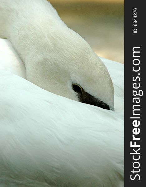 Peek A Boo White Swan