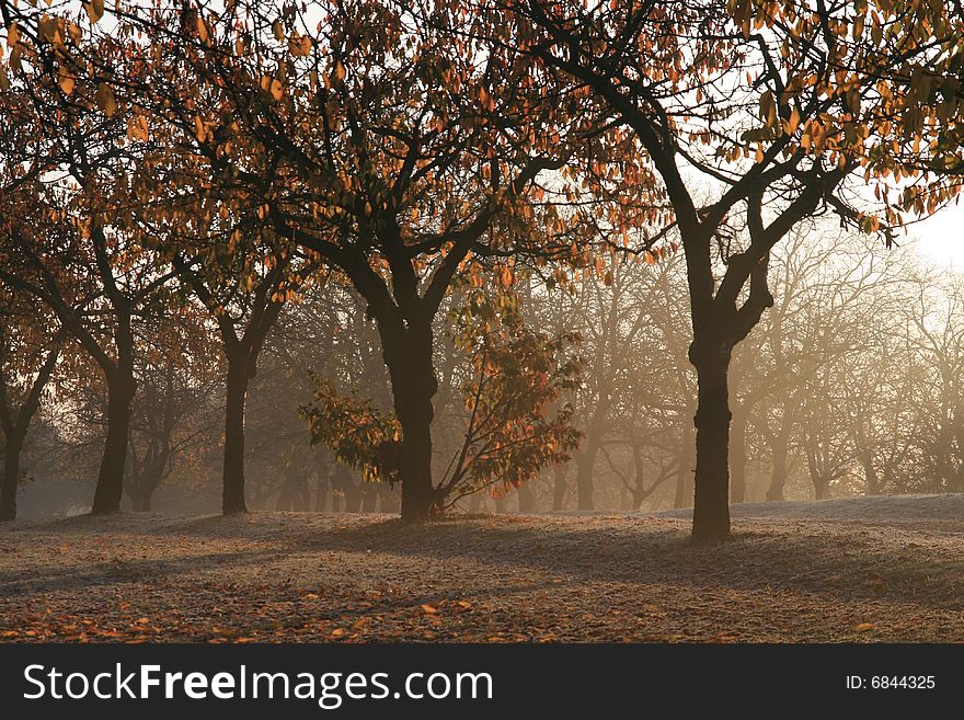 Trees in the park in the morning with a fog. Trees in the park in the morning with a fog