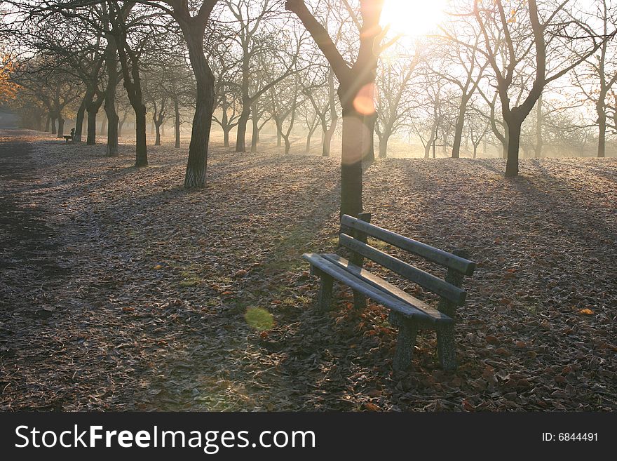 Trees and bench in the morning