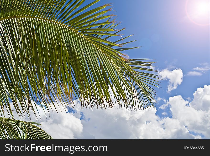 Palm tree with blue sky and clouds in background with sun shining down. Palm tree with blue sky and clouds in background with sun shining down.