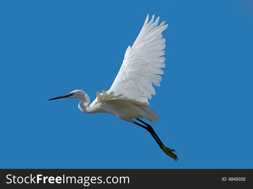 The white heron flies on the sky.