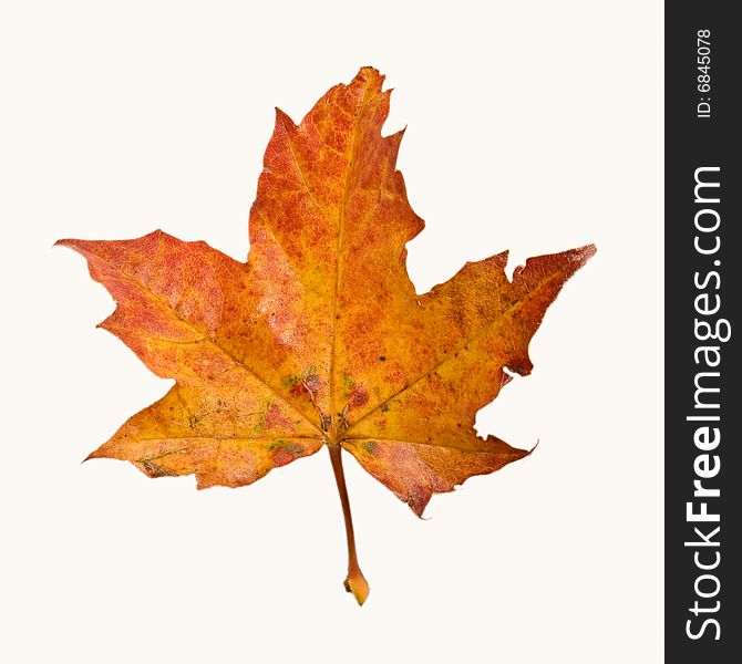 Colored Autumn Maple Leaf