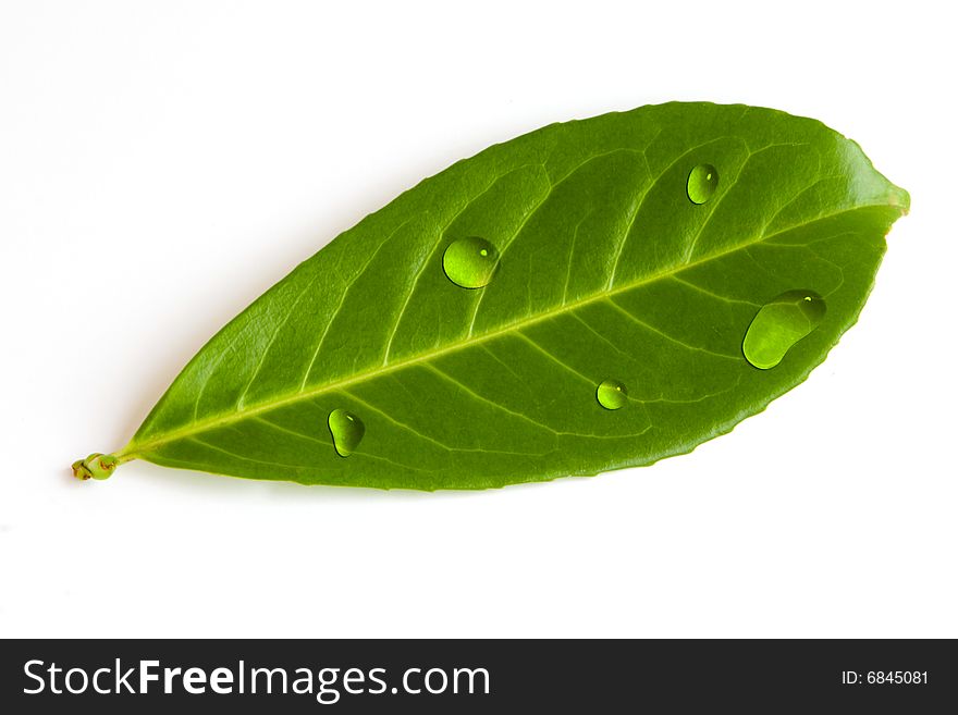 Isolated green leaf in water drops