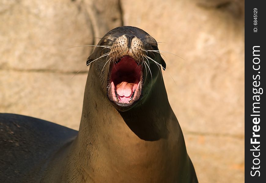 Face of crying sea lion close-up in zoo. Face of crying sea lion close-up in zoo