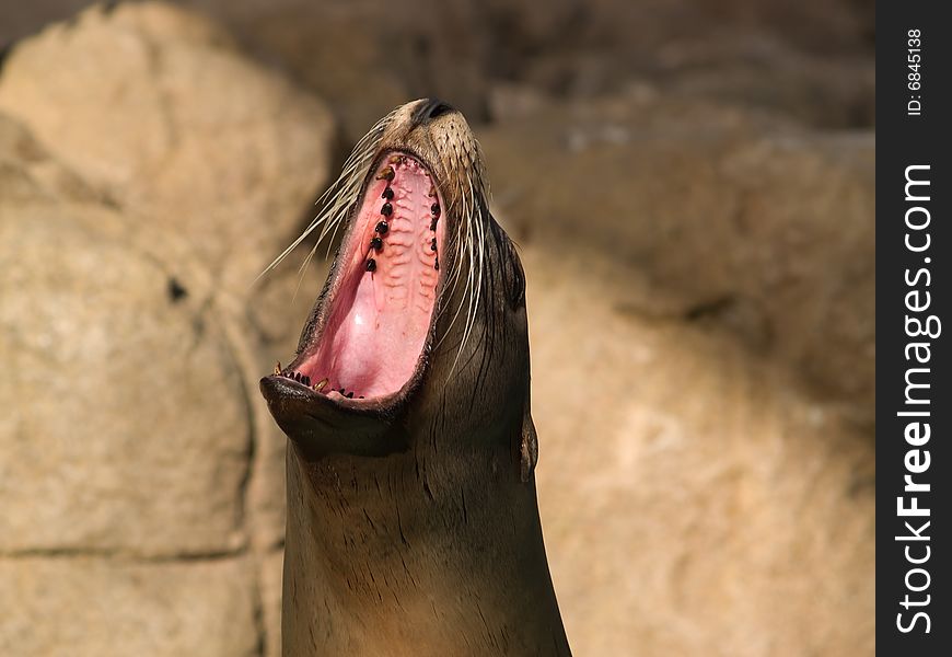 Face of crying sea lion close-up in zoo