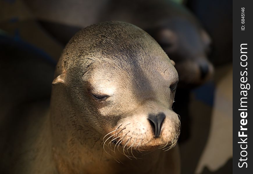 Face of captive sea lion close-up zoo. Face of captive sea lion close-up zoo