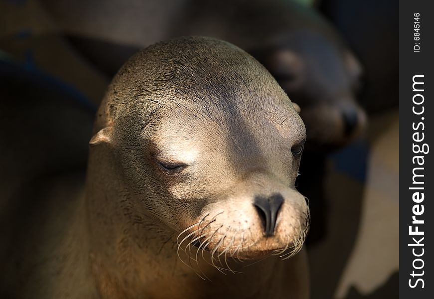 Sealion S Face Close-up