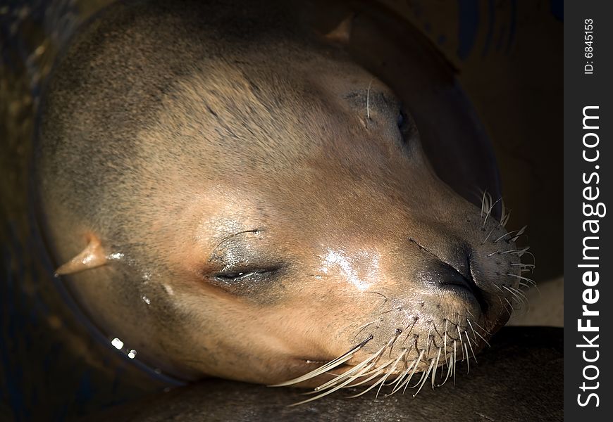 Sea lion's face close-up
