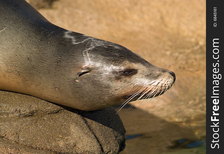 Sea lion's face close-up