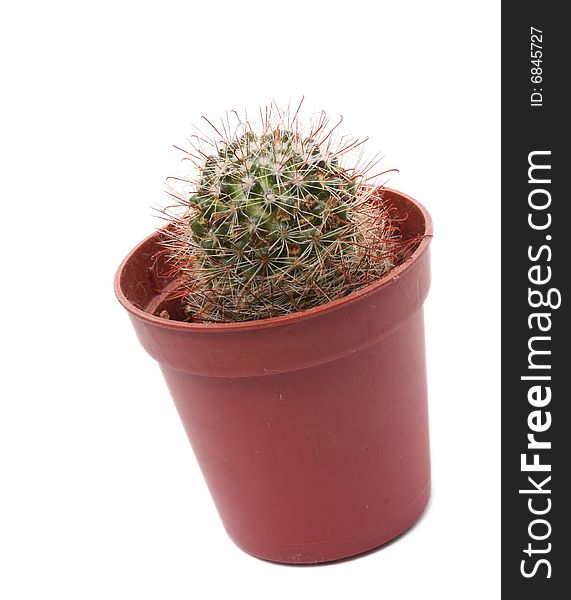 Cactus in flowerpot isolated on white