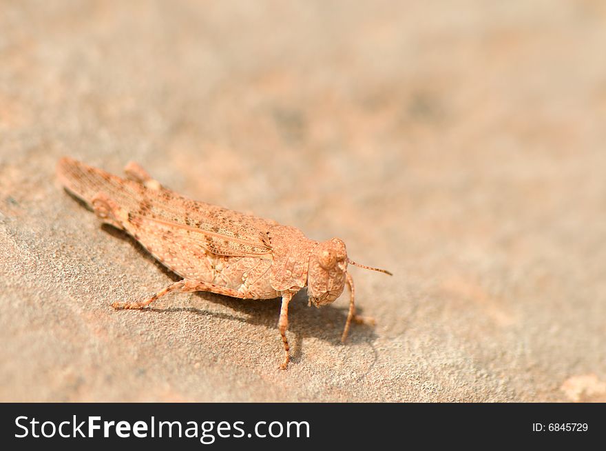 Grasshopper camouflaged on rock in arches national park in utah united states