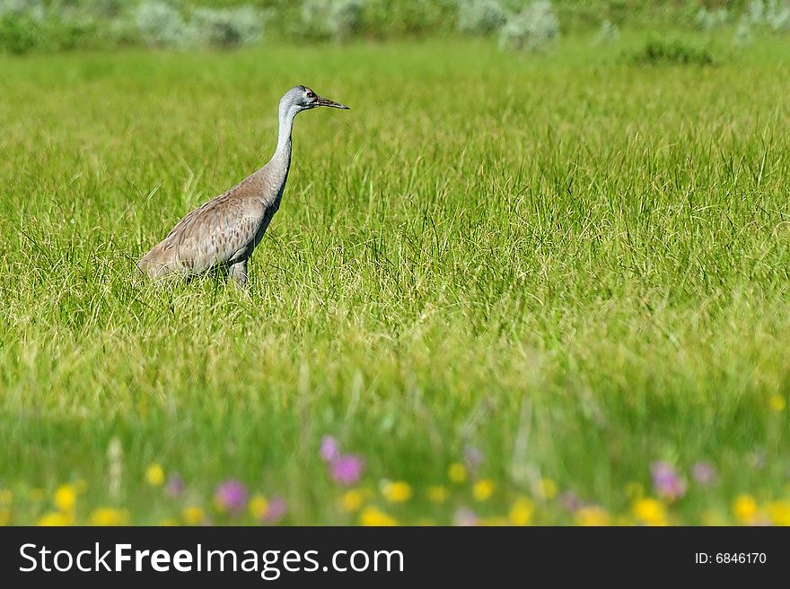 Nice bird in a field with little wild flowers on a nice summer morning in yellowstone. Nice bird in a field with little wild flowers on a nice summer morning in yellowstone