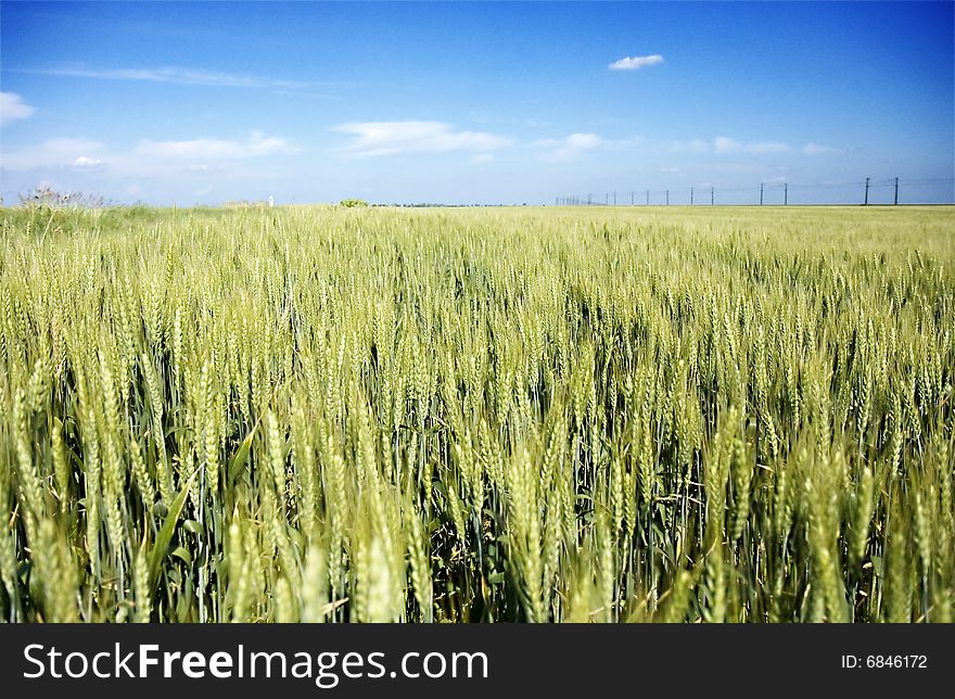 Wheat field with blue sky
