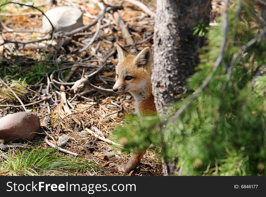 Baby fox hiding behind tree