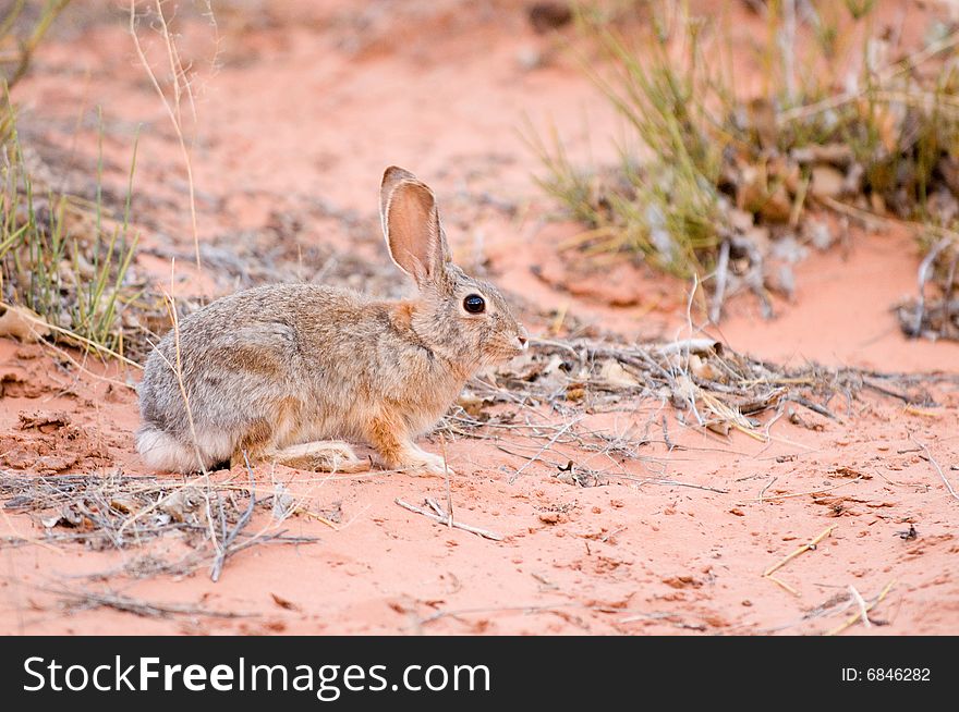 Sand bunny hiding in desert