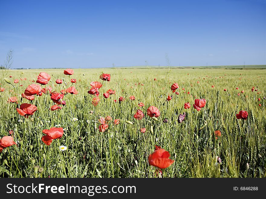 Wheat field with lots of poppies and a blue sky. Wheat field with lots of poppies and a blue sky