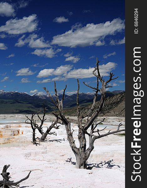 Trees that died in yellowstone because of hot springs on a nice blue sky. Trees that died in yellowstone because of hot springs on a nice blue sky