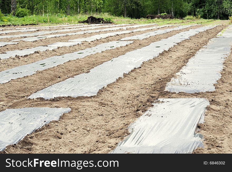 Sprouts covered by a special protective film. Sprouts covered by a special protective film.