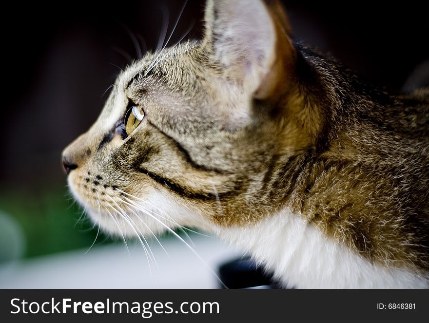 Sweet cat curious of the world staring at something