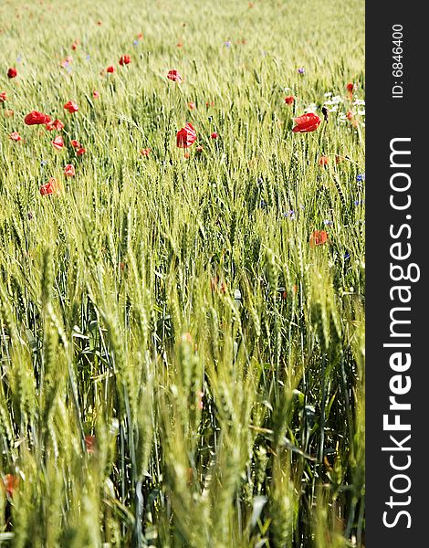 Wheat Field With Poppies And A Blue Sky