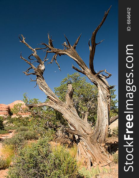 Dead tree in canyonland utah with the moon showing in the middle on a blue sky. Dead tree in canyonland utah with the moon showing in the middle on a blue sky