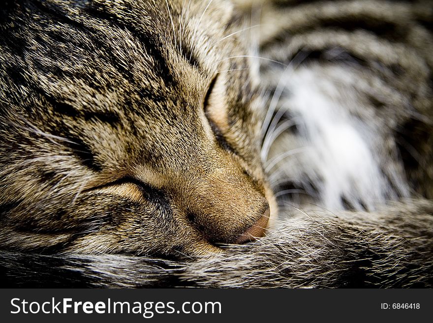 Sweet cat sleeping and dreaming. Sweet cat sleeping and dreaming