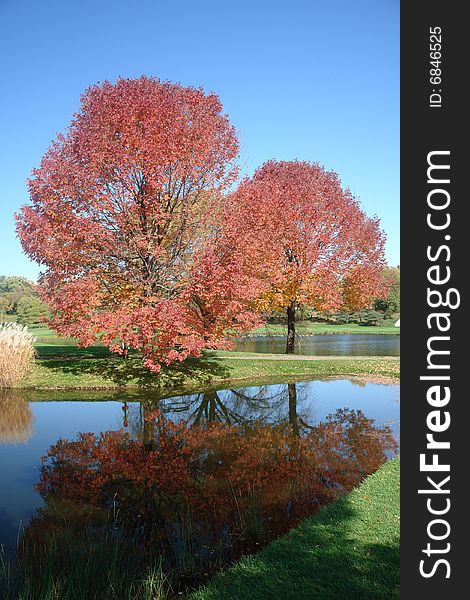A picture of beautiful red autumn trees with reflections
