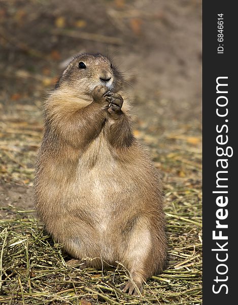 Prairie dog (Cynomys) standing on hind legs and eating. Prairie dog (Cynomys) standing on hind legs and eating