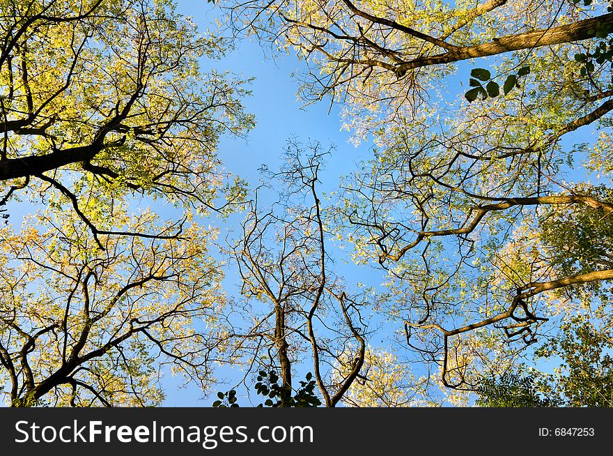 Underside view of autumn trees on the blue sky background