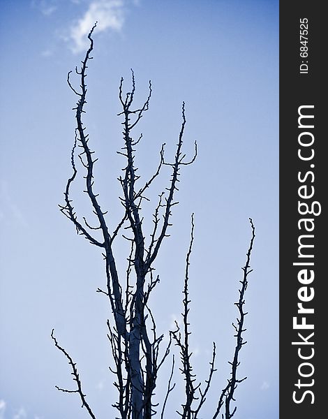 Long nude branches against clear sky. Long nude branches against clear sky.