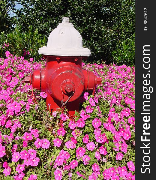 Painted fire hydrant in flowers in northern Virginia. Painted fire hydrant in flowers in northern Virginia