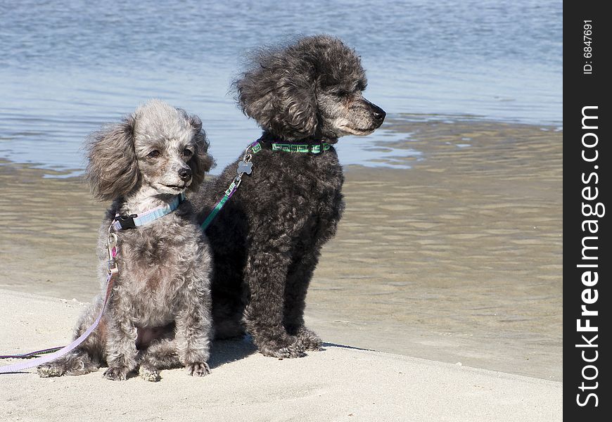 Grey and black poodles sitting on the beach. Grey and black poodles sitting on the beach
