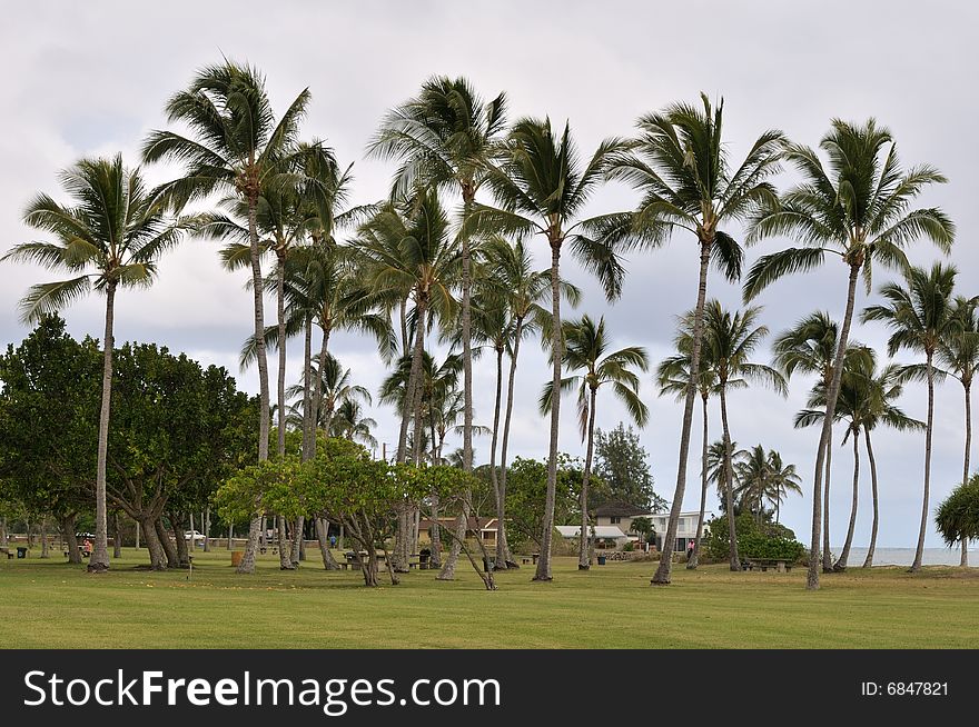 Tall coconut trees at a beach in Oahu, Hawaii. Tall coconut trees at a beach in Oahu, Hawaii